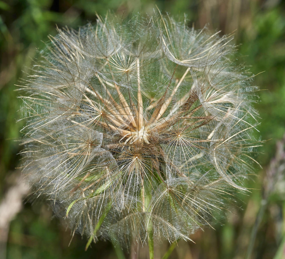 Tragopogon170617-1