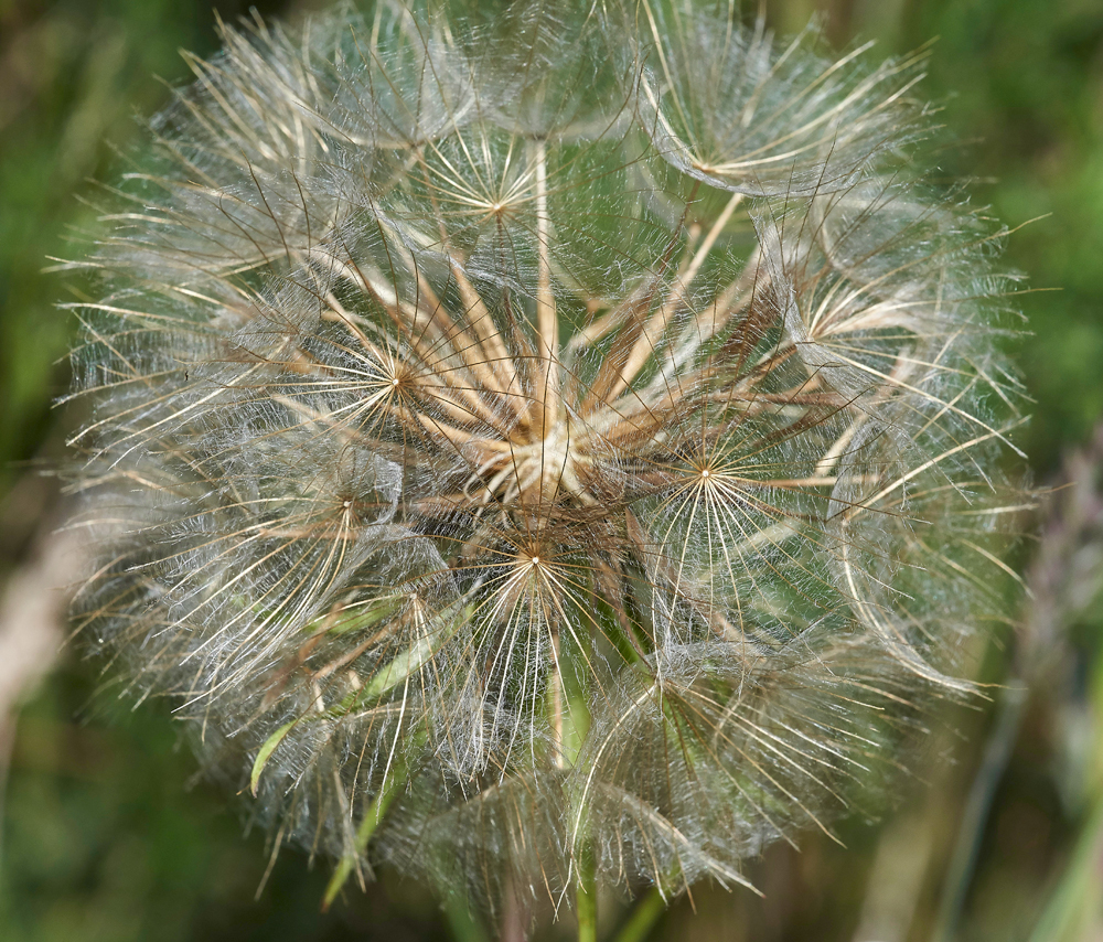 Tragopogon170617-2