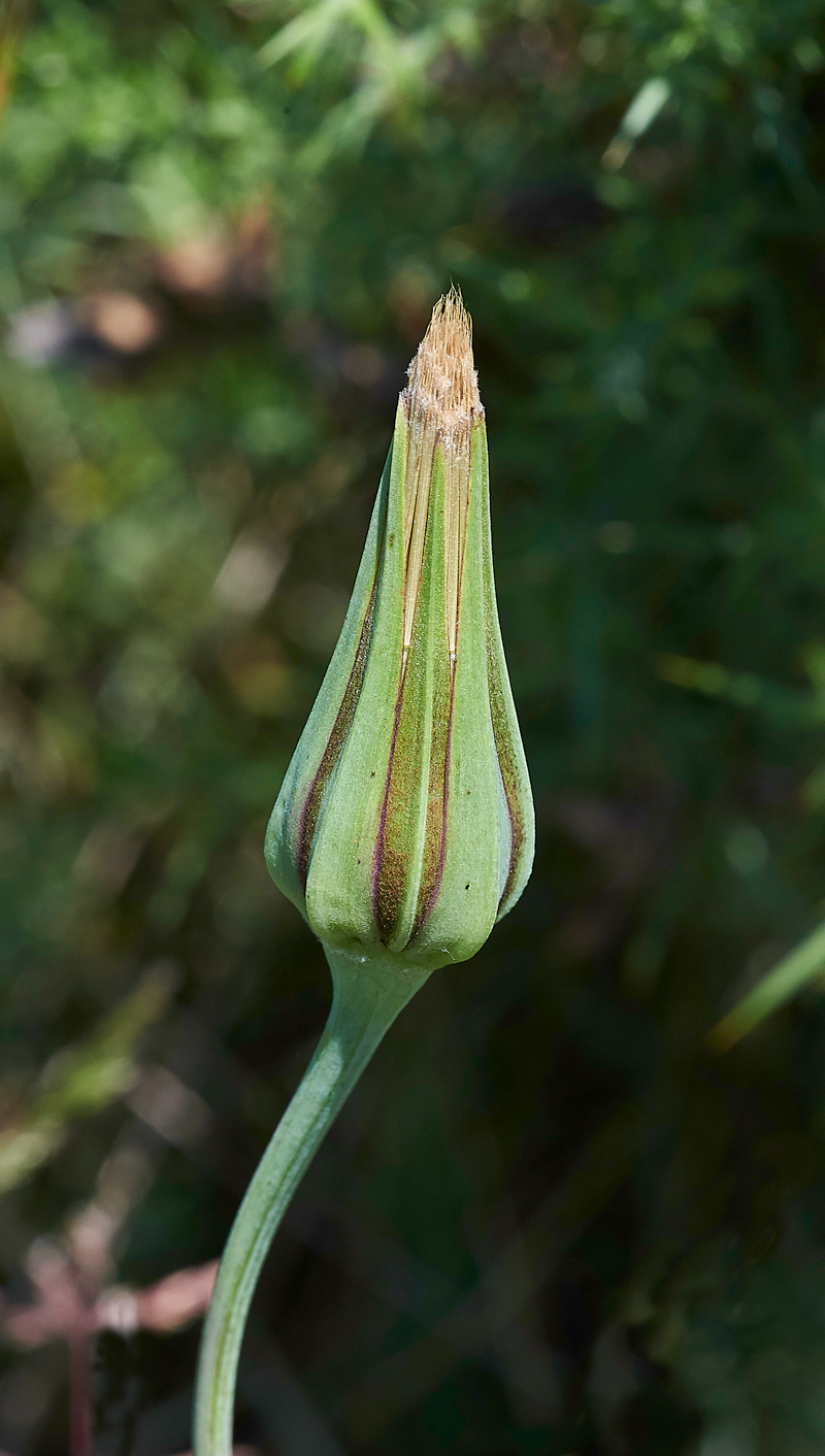 Tragopogon170617-3