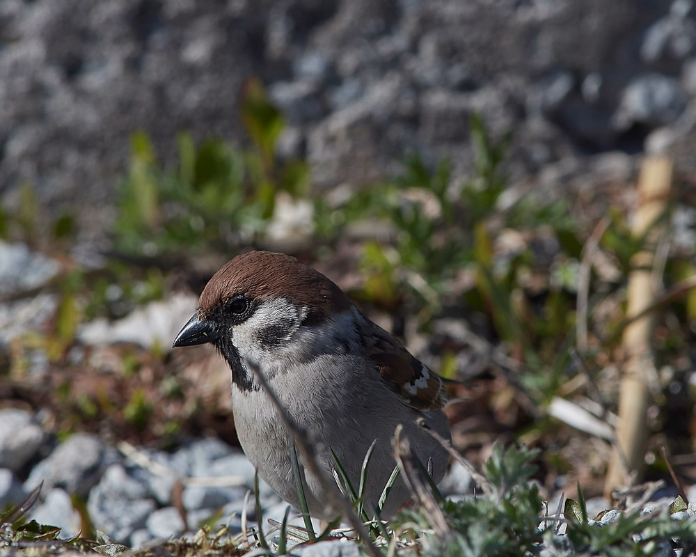 TreeSparrow05171