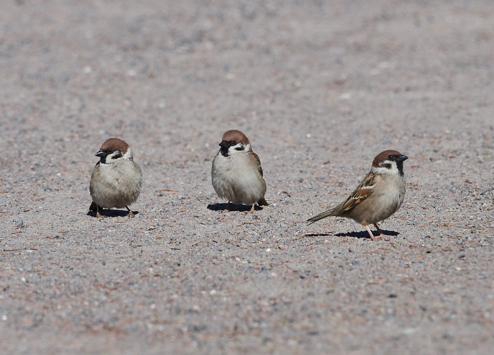 TreeSparrow05172