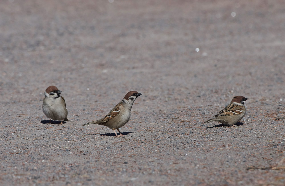 TreeSparrow05173