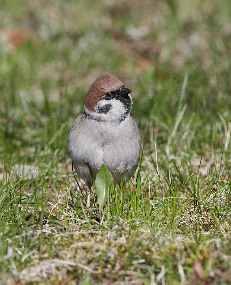 TreeSparrow05175