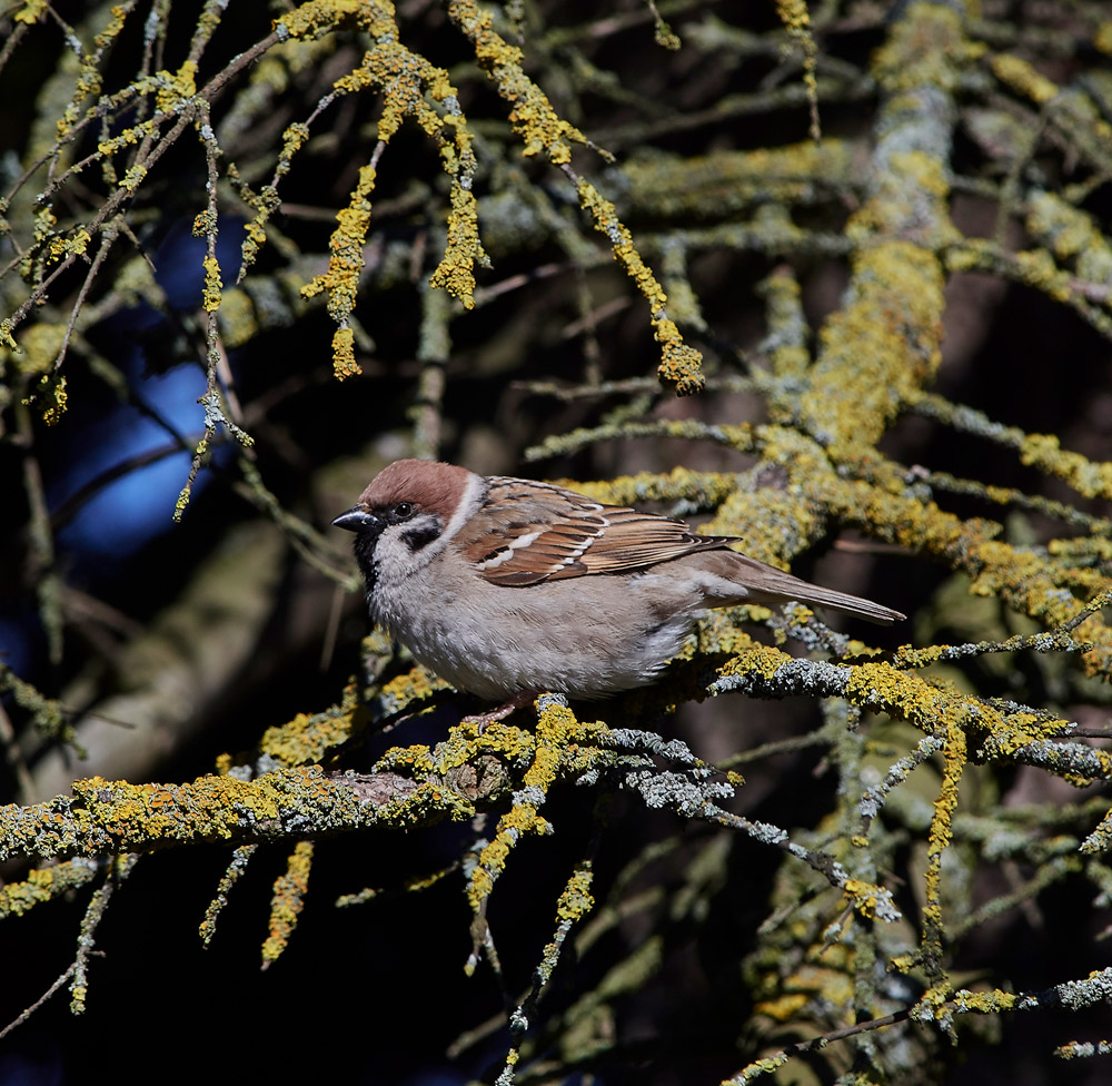 TreeSparrow05176