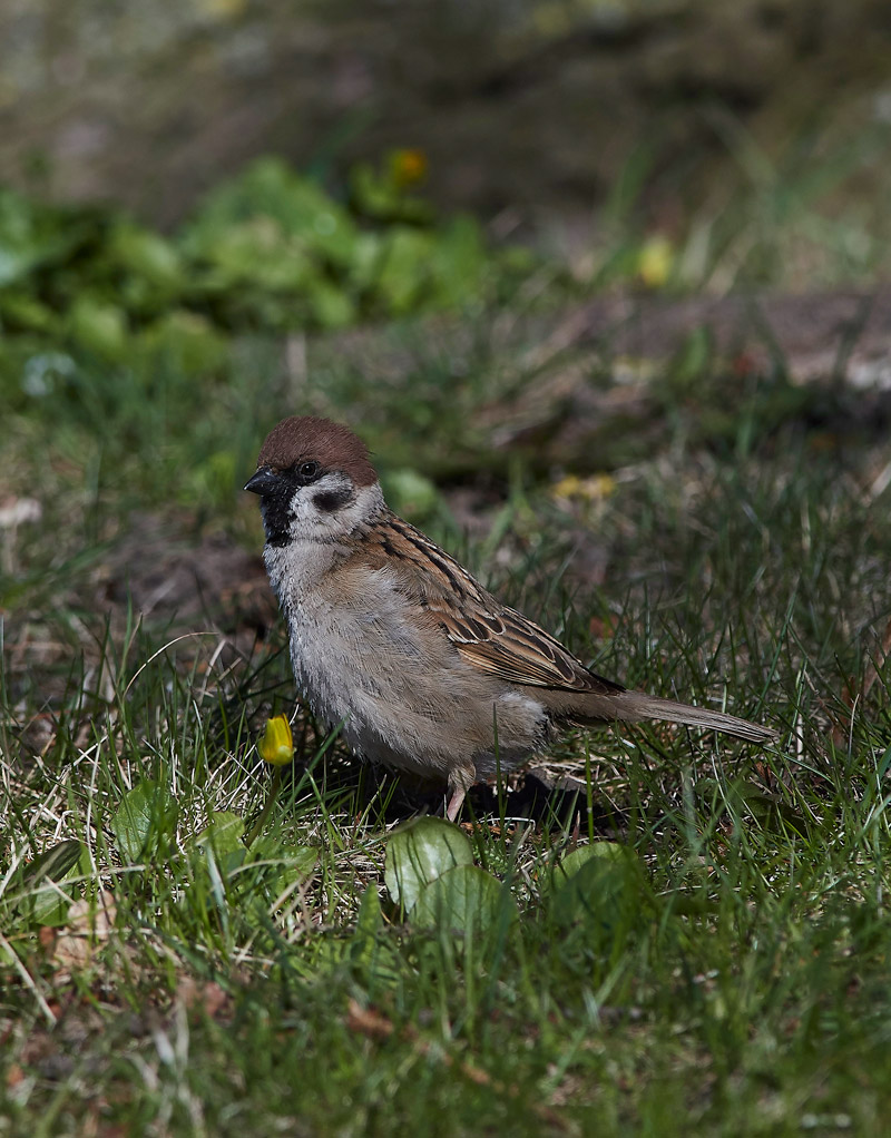 TreeSparrow05177