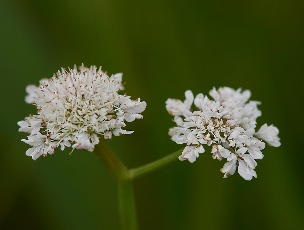 TubularWaterDropwort140717-1