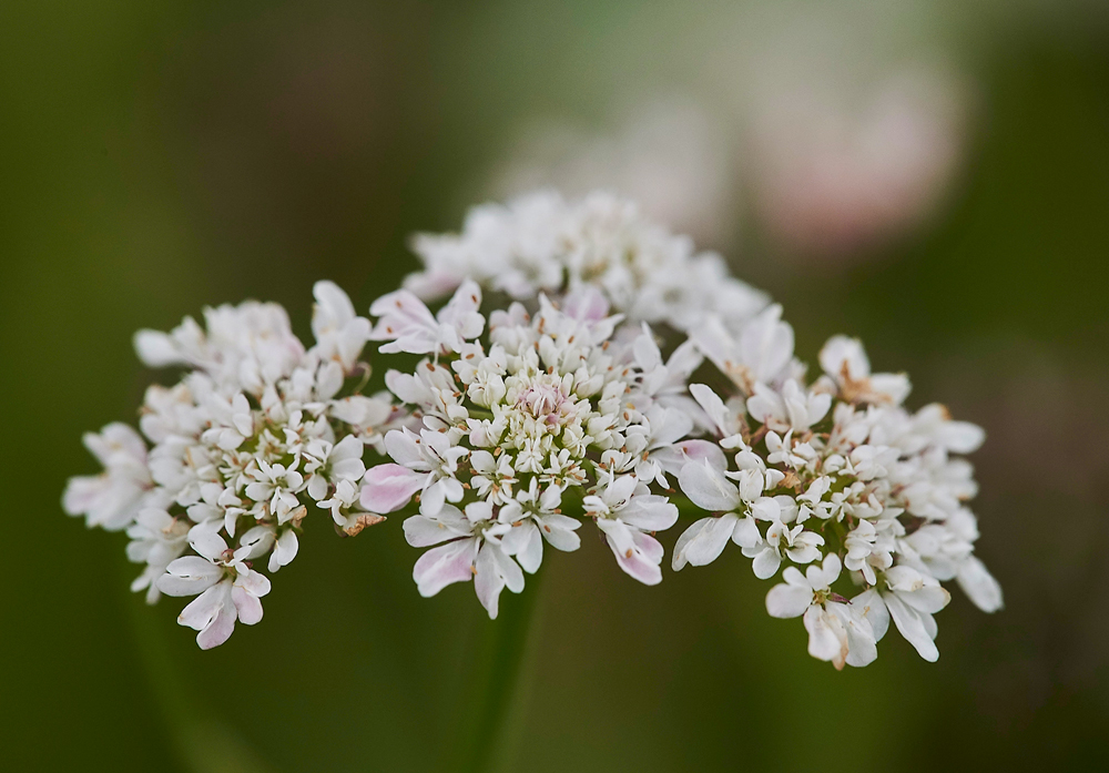 TubularWaterDropwort140717-2