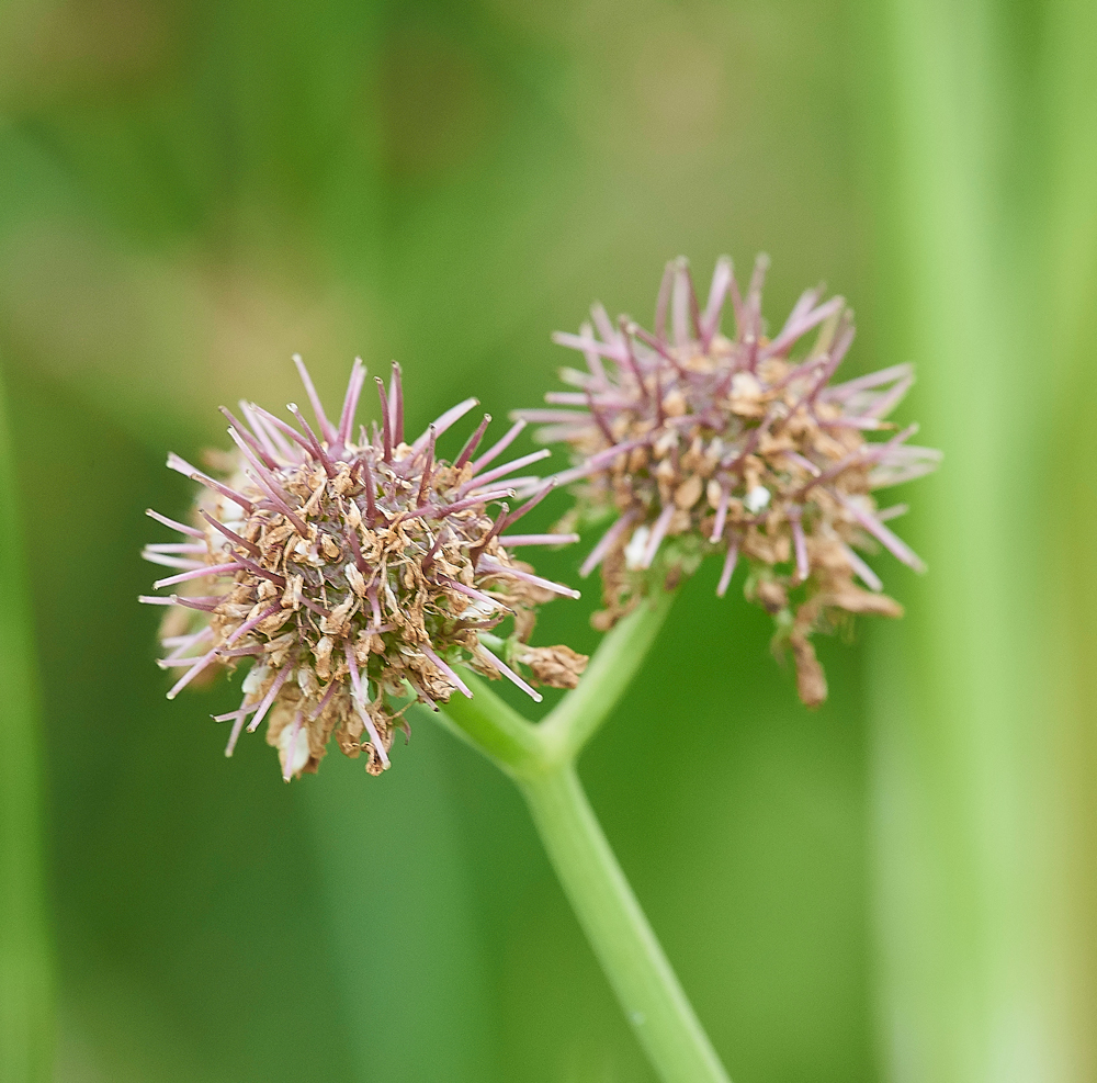 TubularWaterDropwort140717-3