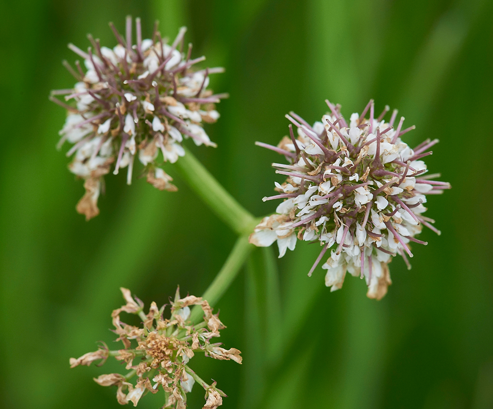 TubularWaterDropwort140717-4