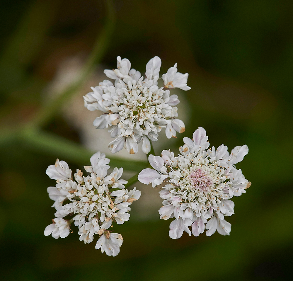 TubularWaterDropwort140717-5