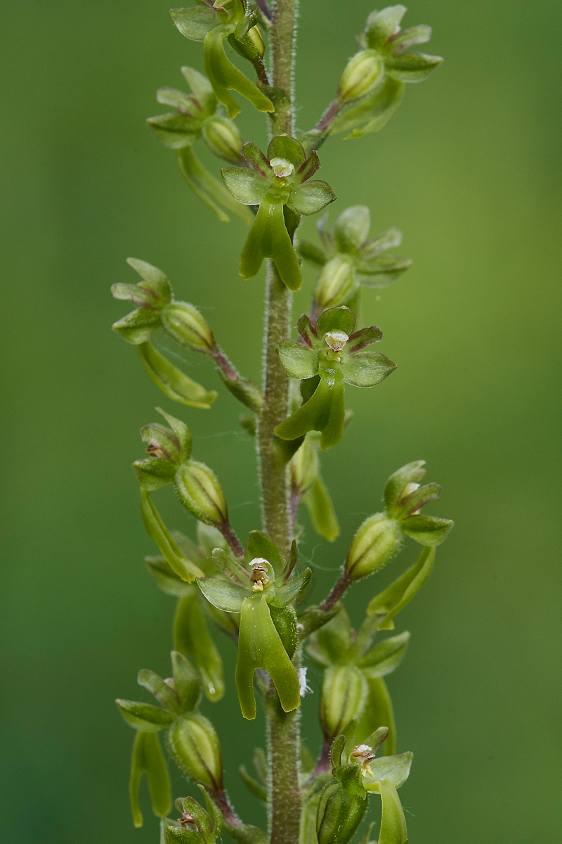 Twayblade090617-1