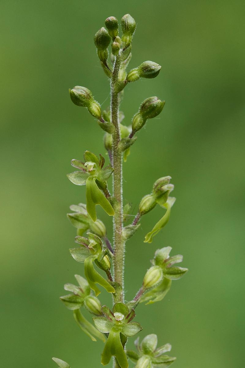 Twayblade090617-2