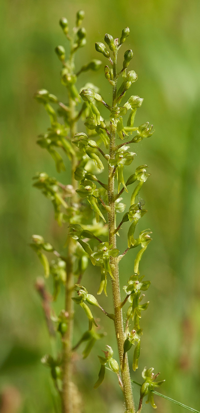 Twayblade280517-1