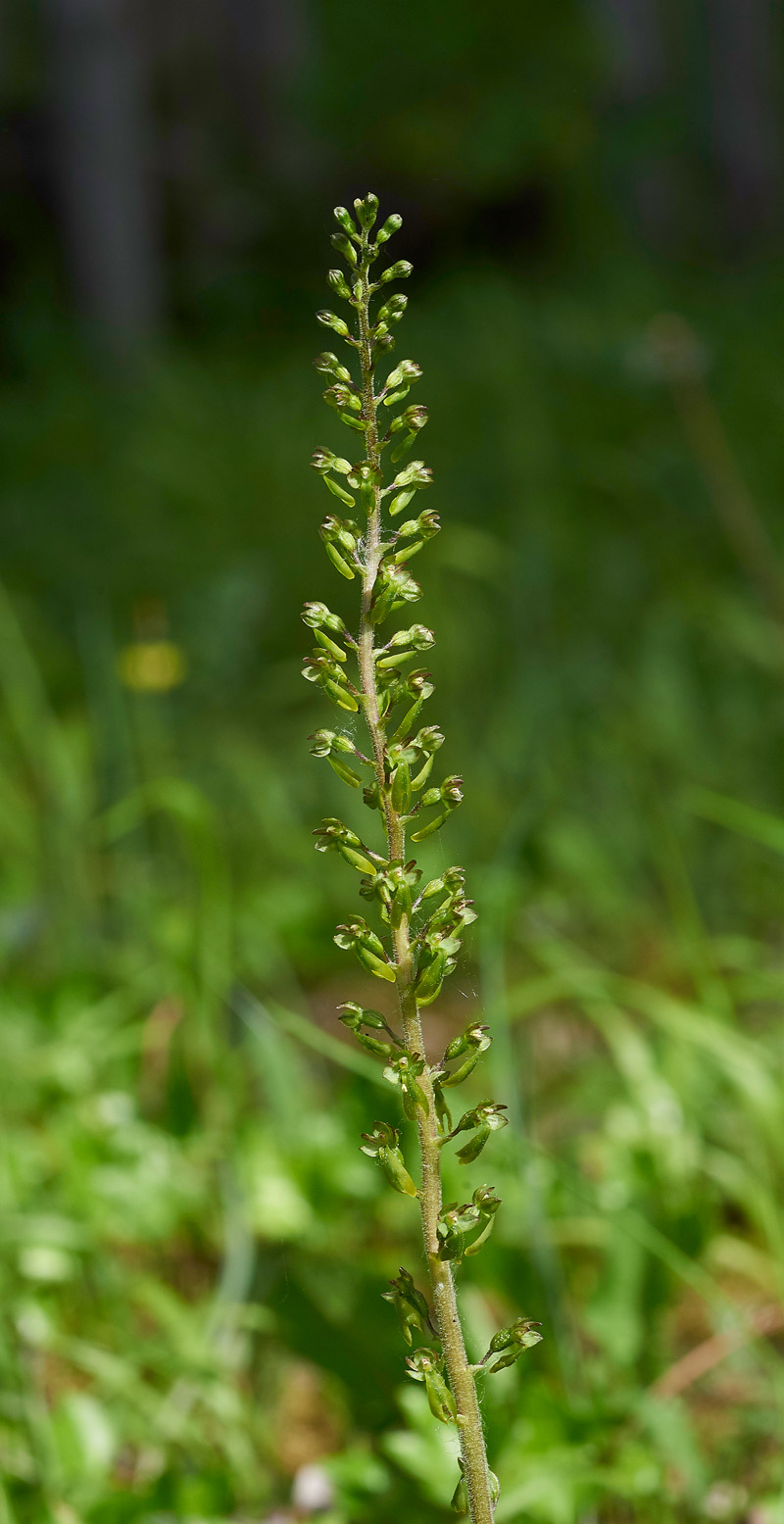 Twayblade280517-2