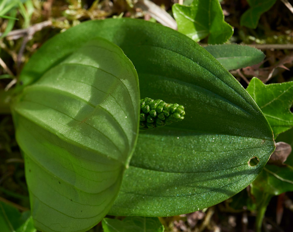 Twayblade280517-3