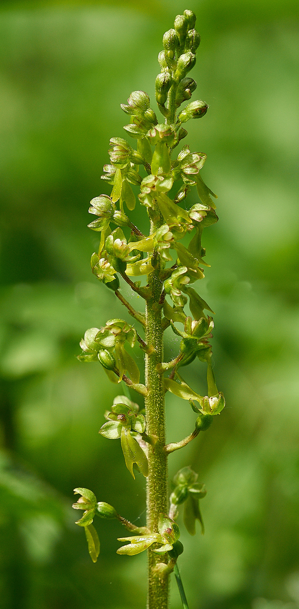 Twayblade280517-4 1