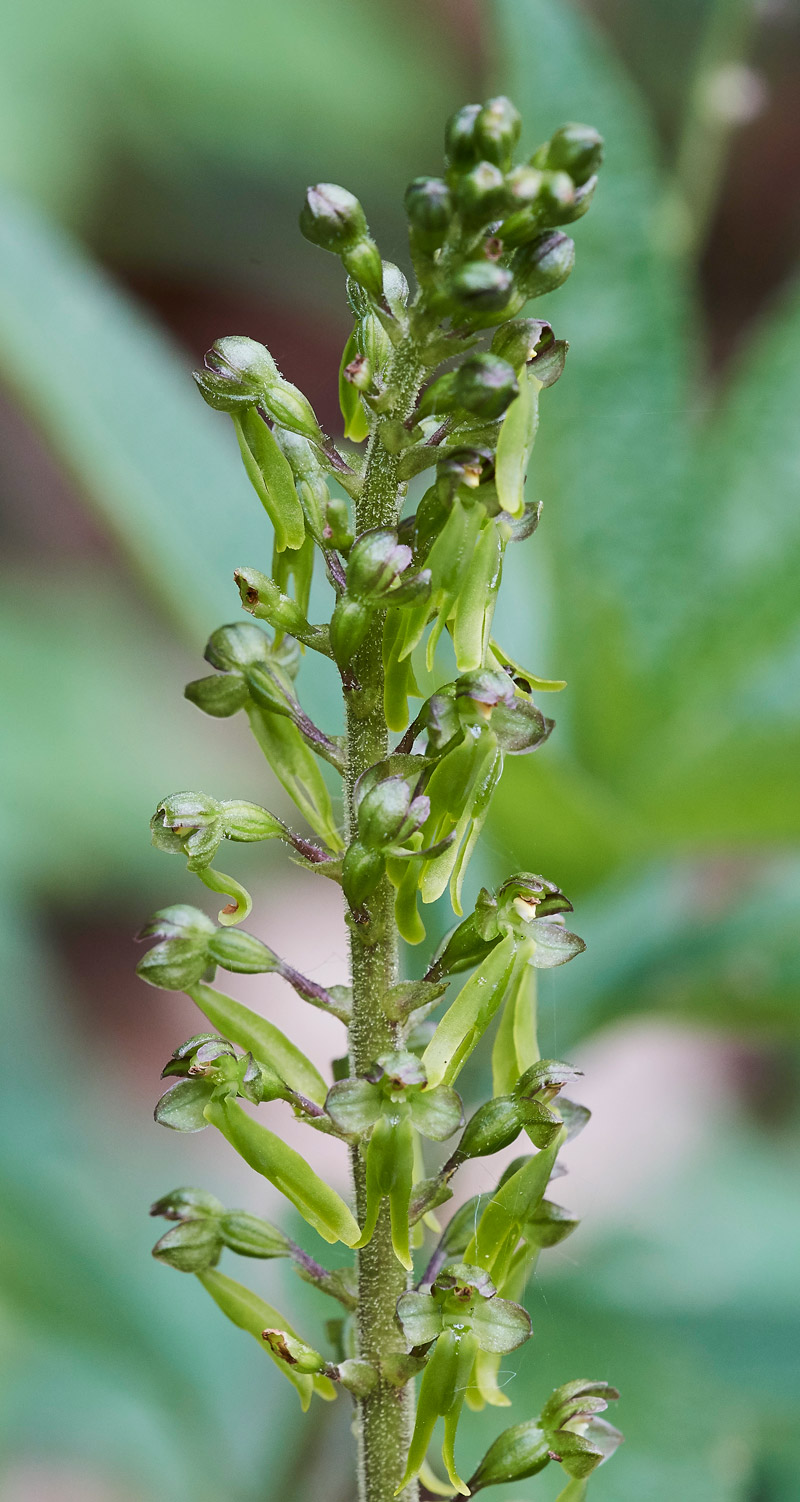 Twayblade3004171