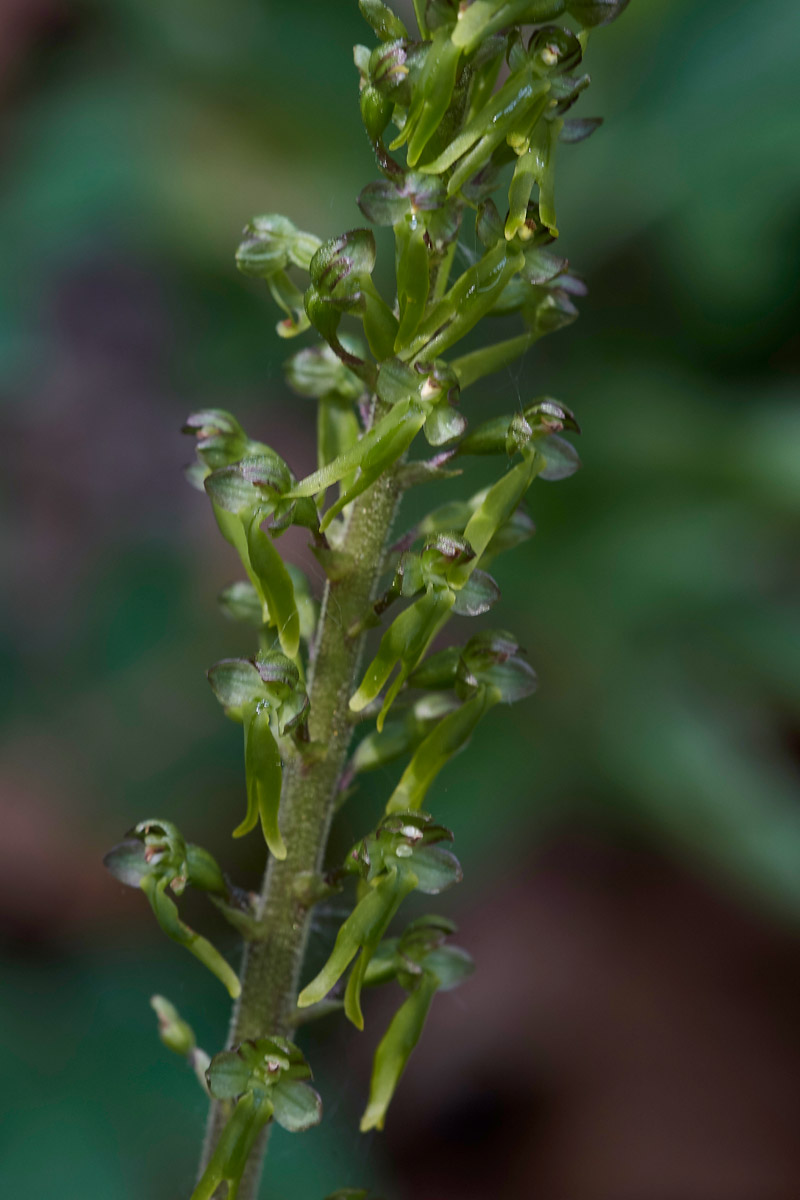 Twayblade3004172