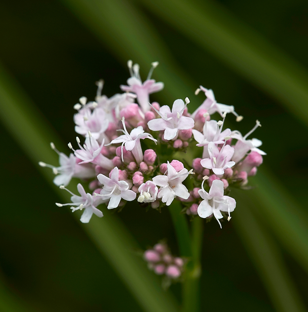 Valerian130717-3