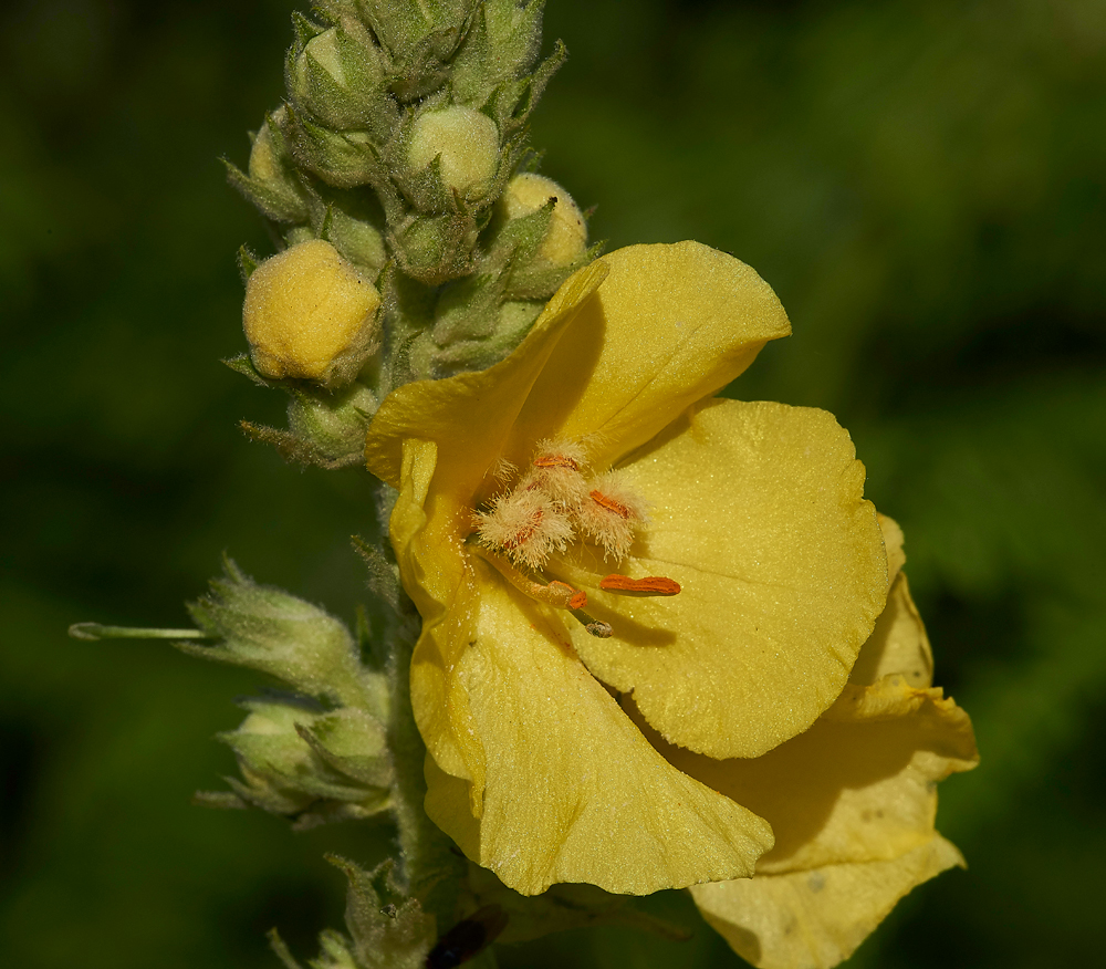 Verbascum060817-1