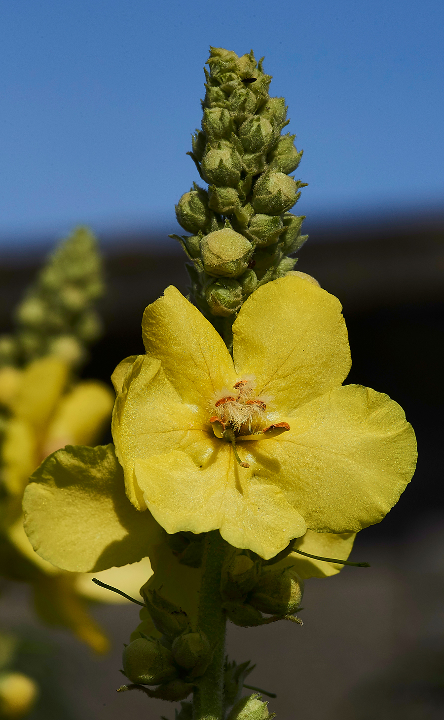 Verbascum060817-2