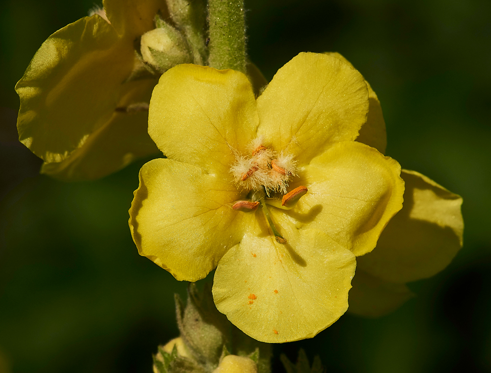 Verbascum060817-3