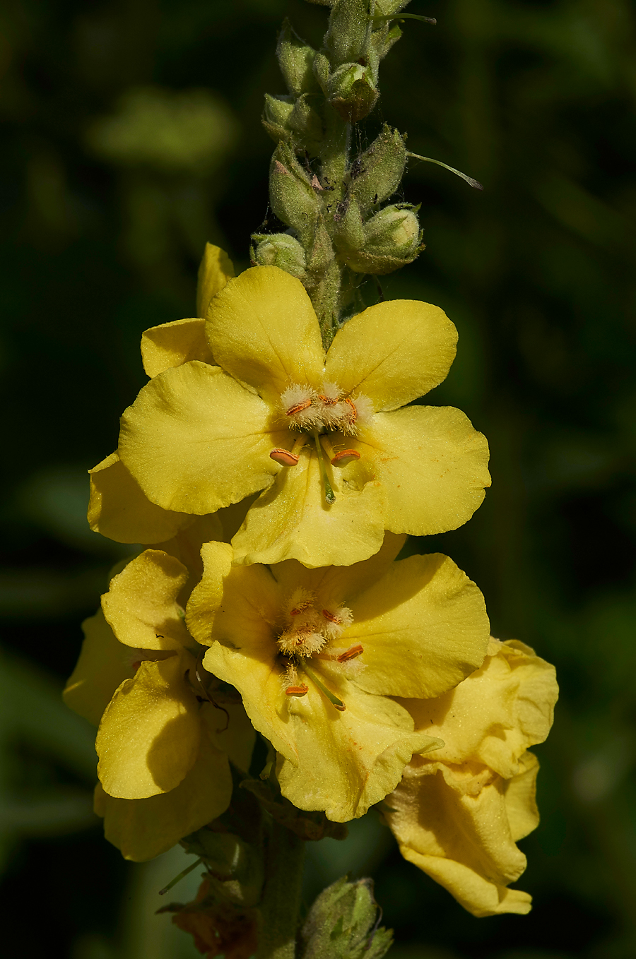 Verbascum060817-4