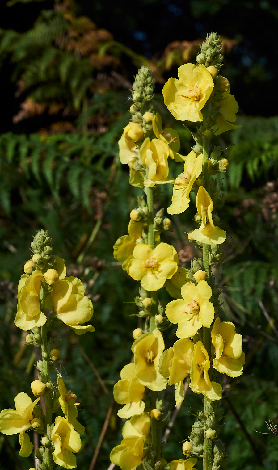 Verbascum060817-5