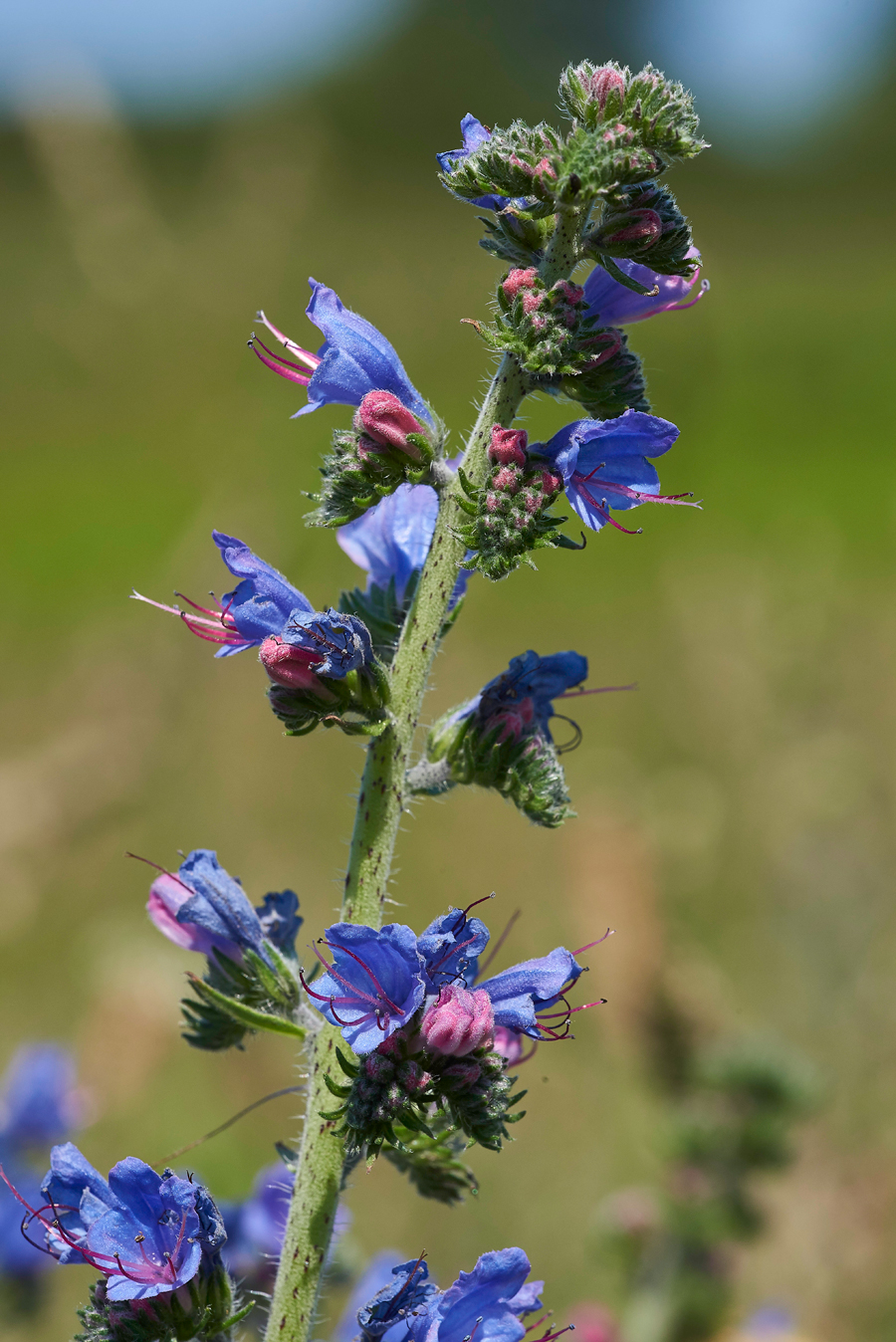 Viper&#39;sBugloss170617-1