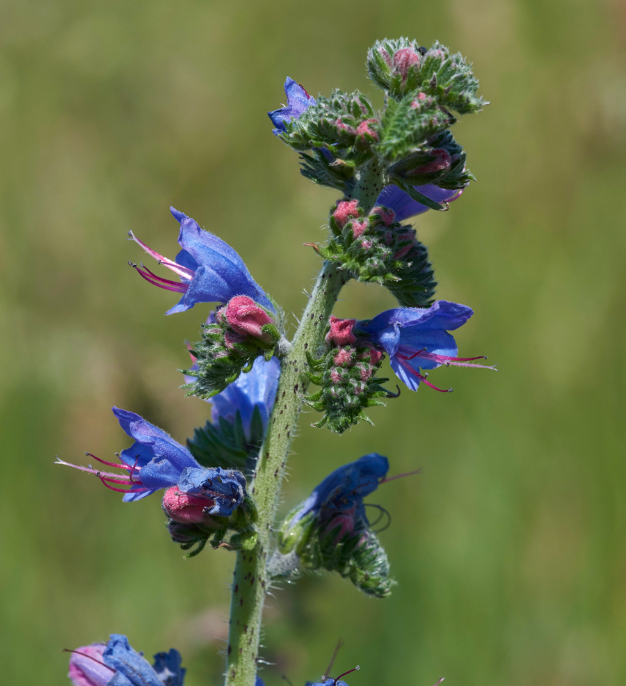 Viper&#39;sBugloss170617-2