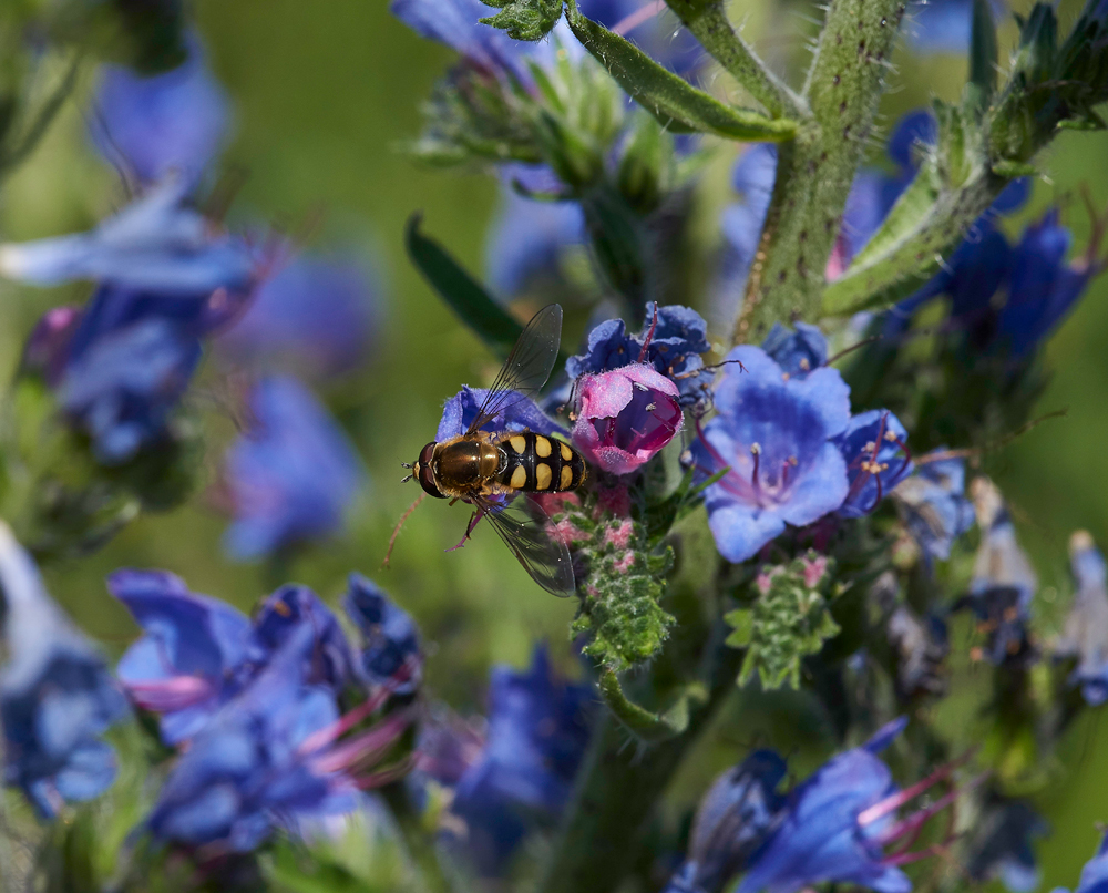 Viper&#39;sBugloss170617-3