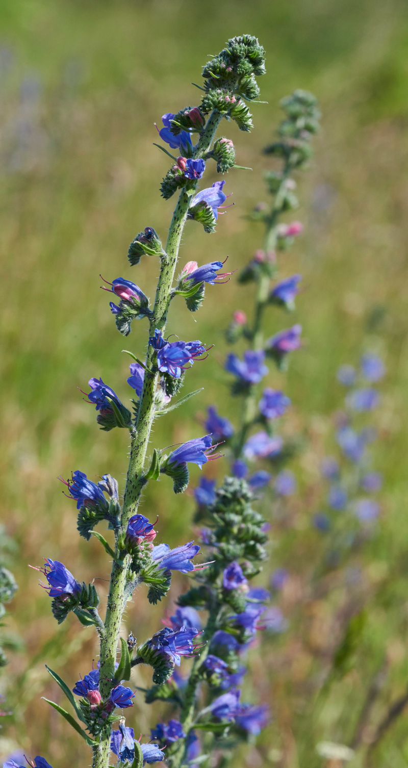 Viper&#39;sBugloss170617-4