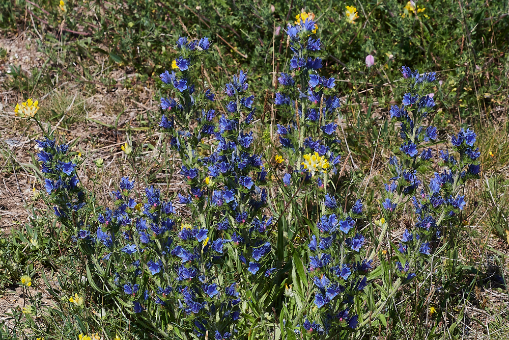 Viper&#39;sBugloss190617