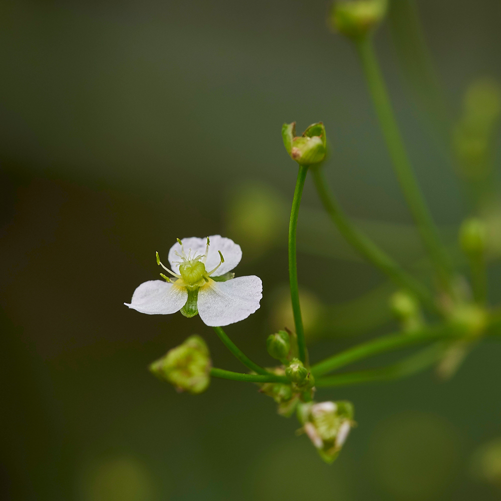 WaterPlaintain130717-1