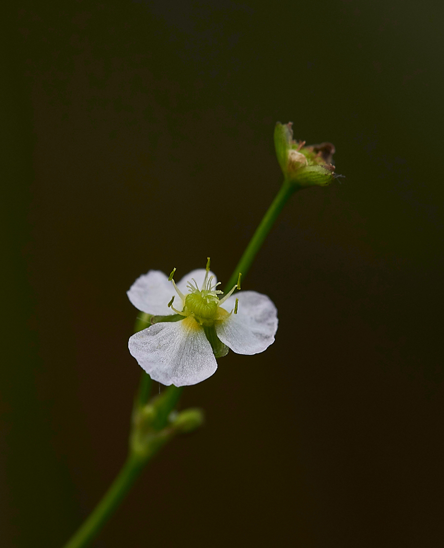 WaterPlaintain130717-2