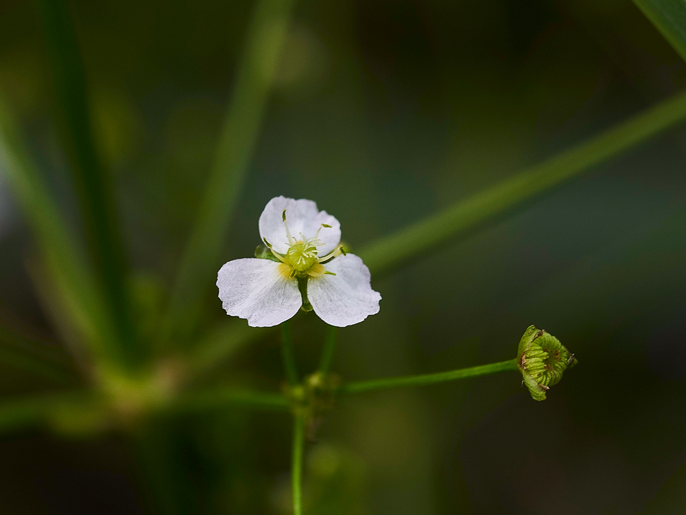 WaterPlaintain130717-3