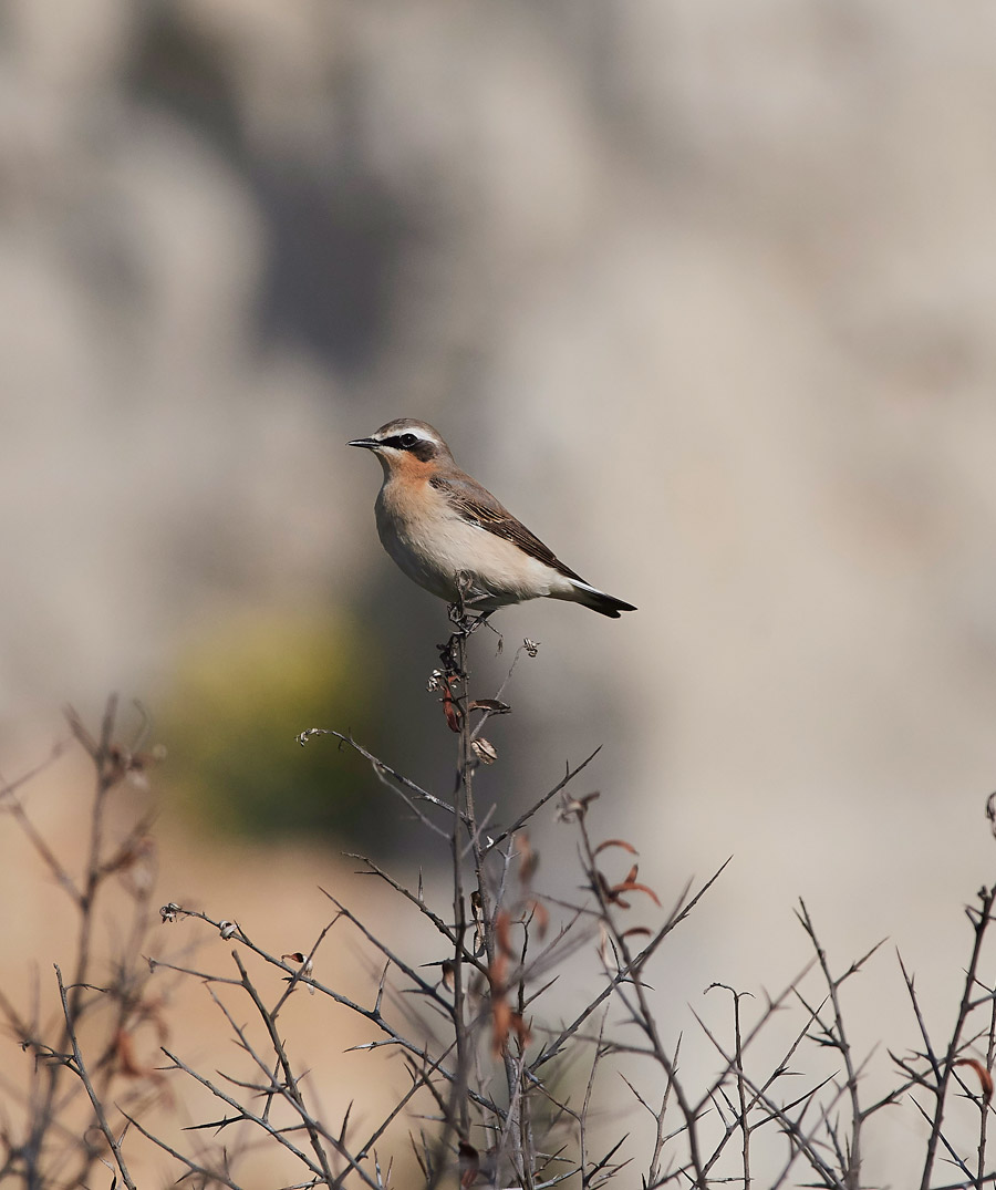 Wheatear3004171