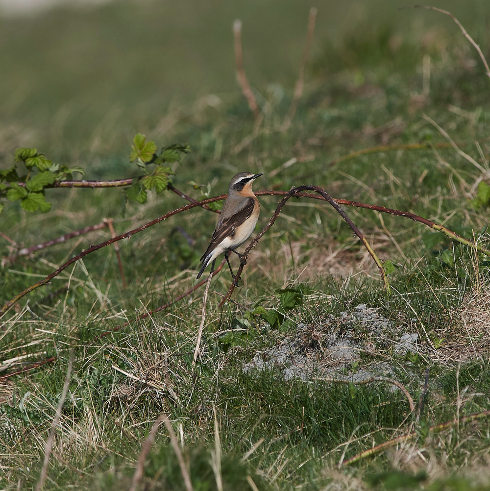 Wheatear3004172