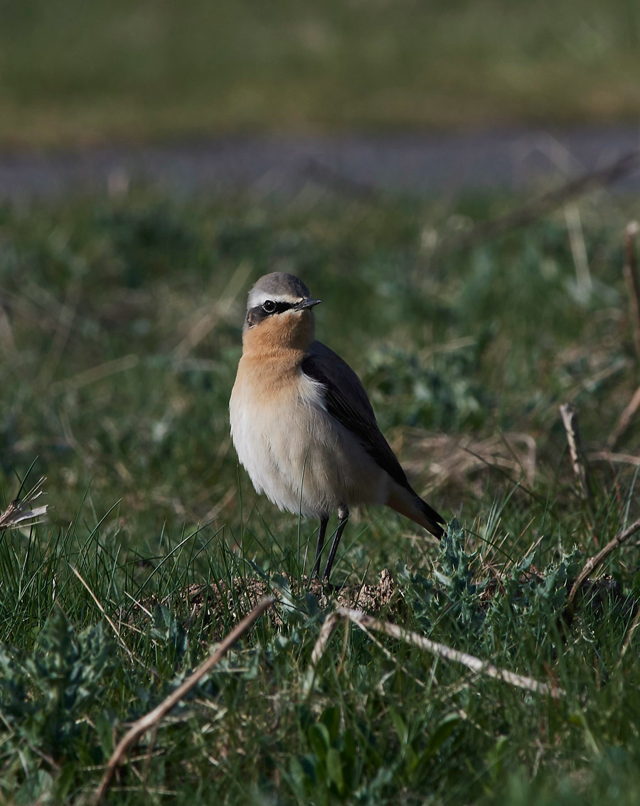 Wheatear3004173