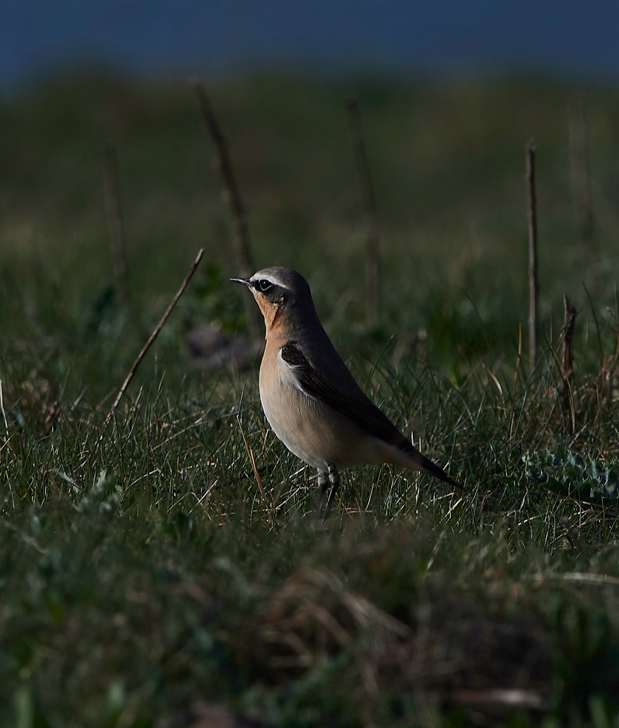 Wheatear3004174