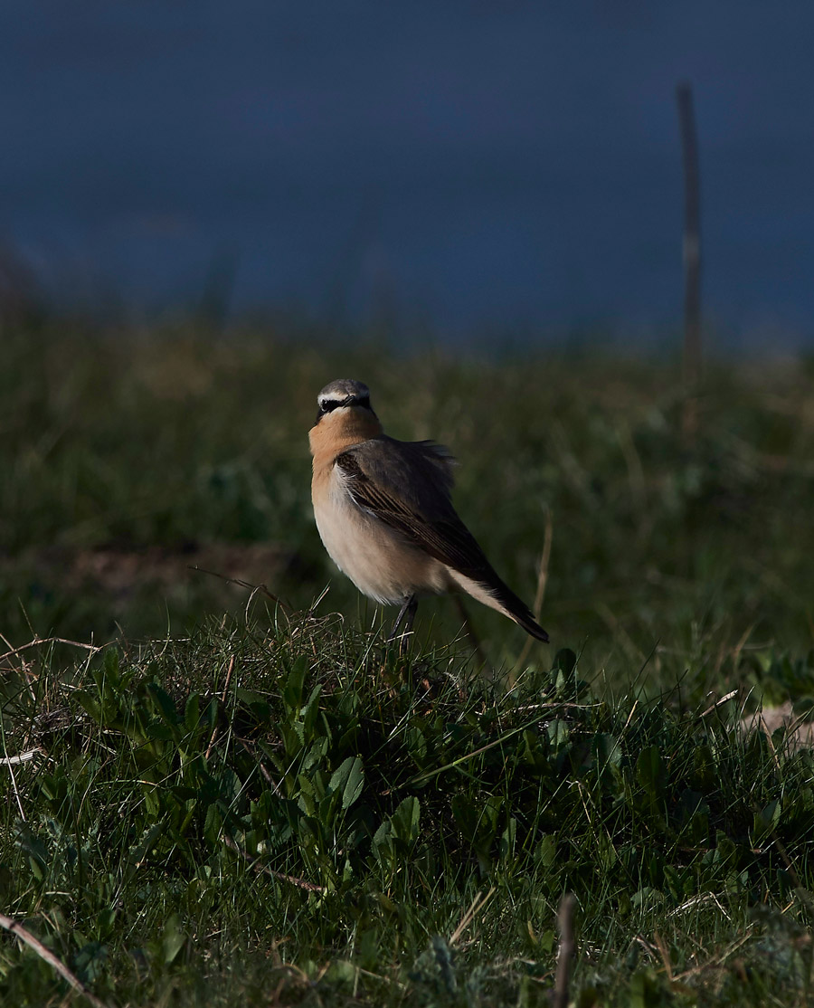 Wheatear3004175