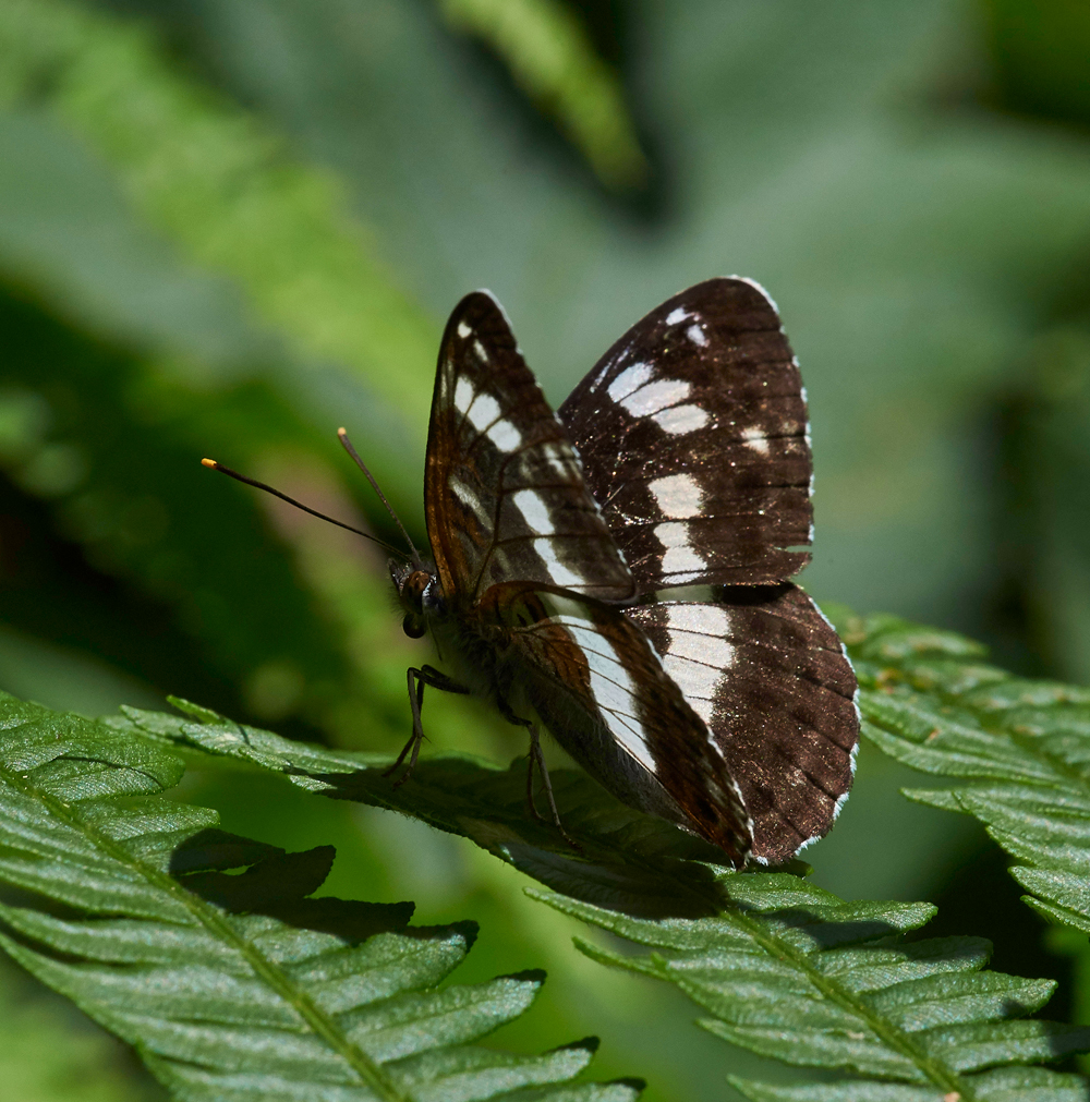 WhiteAdmiral020717-2