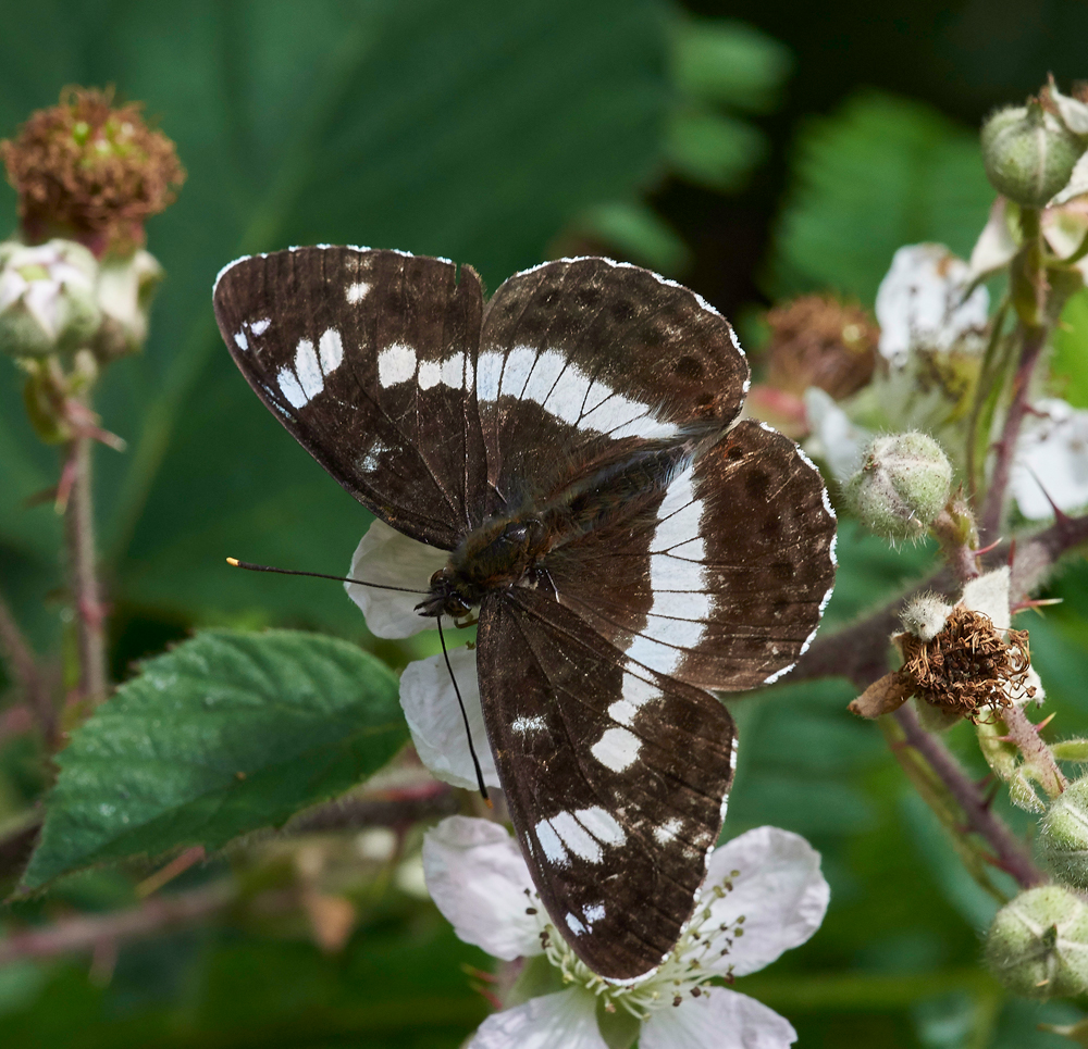 WhiteAdmiral020717-3