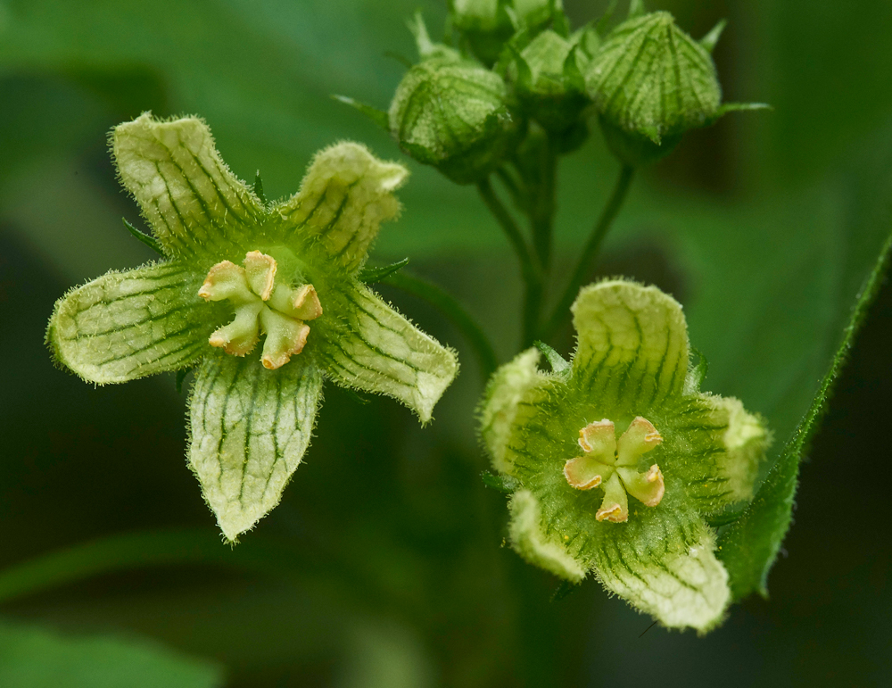 WhiteBryony020717-1