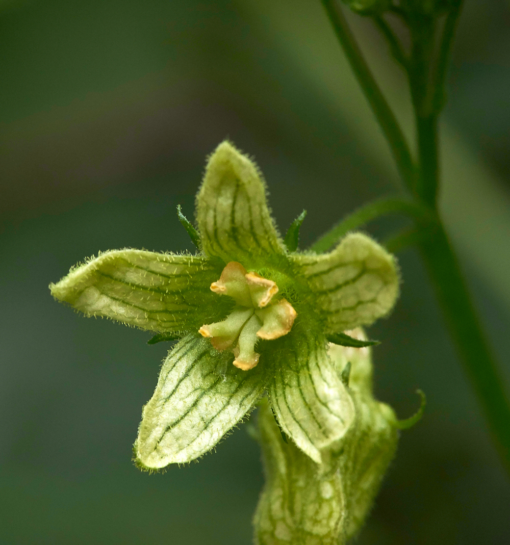 WhiteBryony020717-2