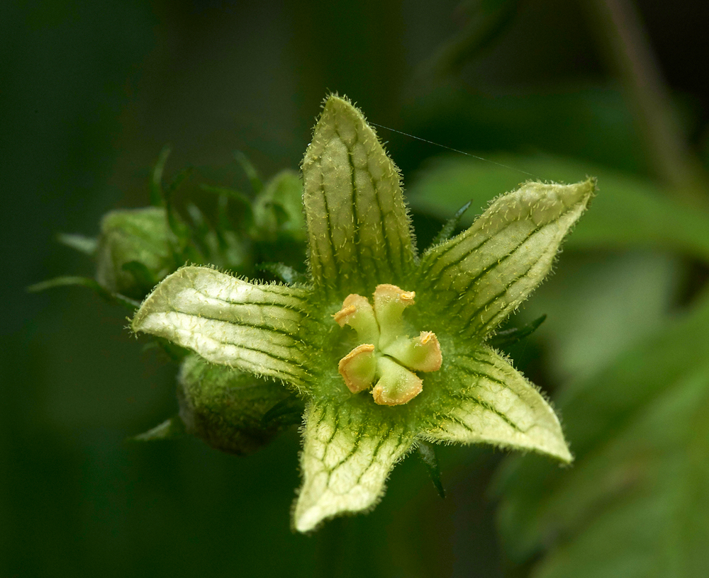 WhiteBryony020717-4