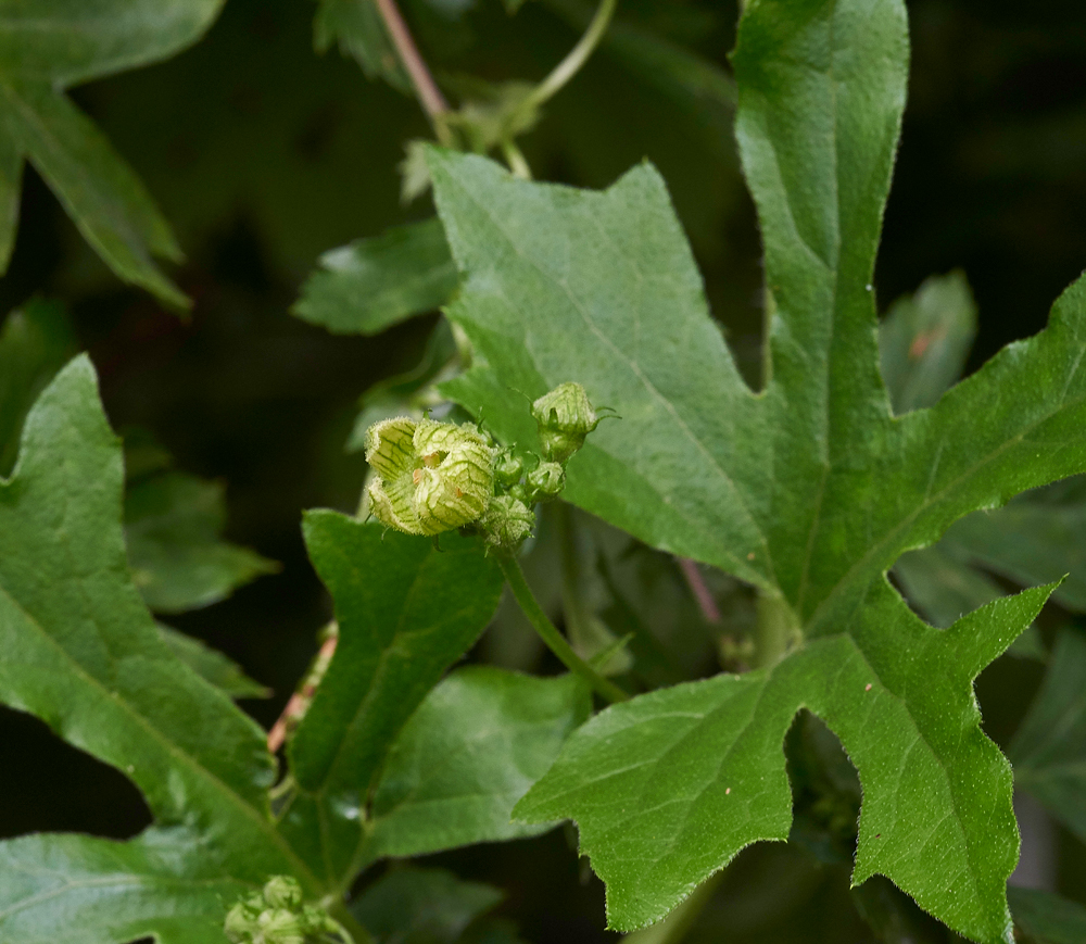 WhiteBryony020717-5