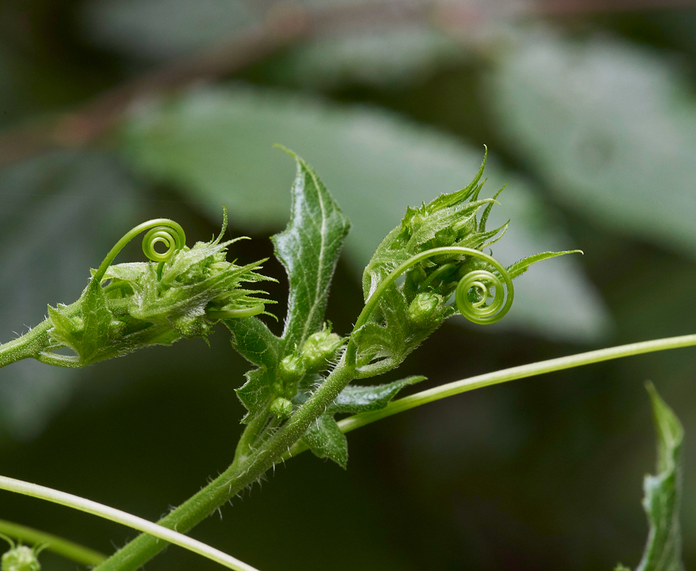 WhiteBryony020717-6