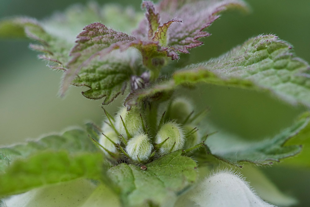 WhiteDeadNettle0705171