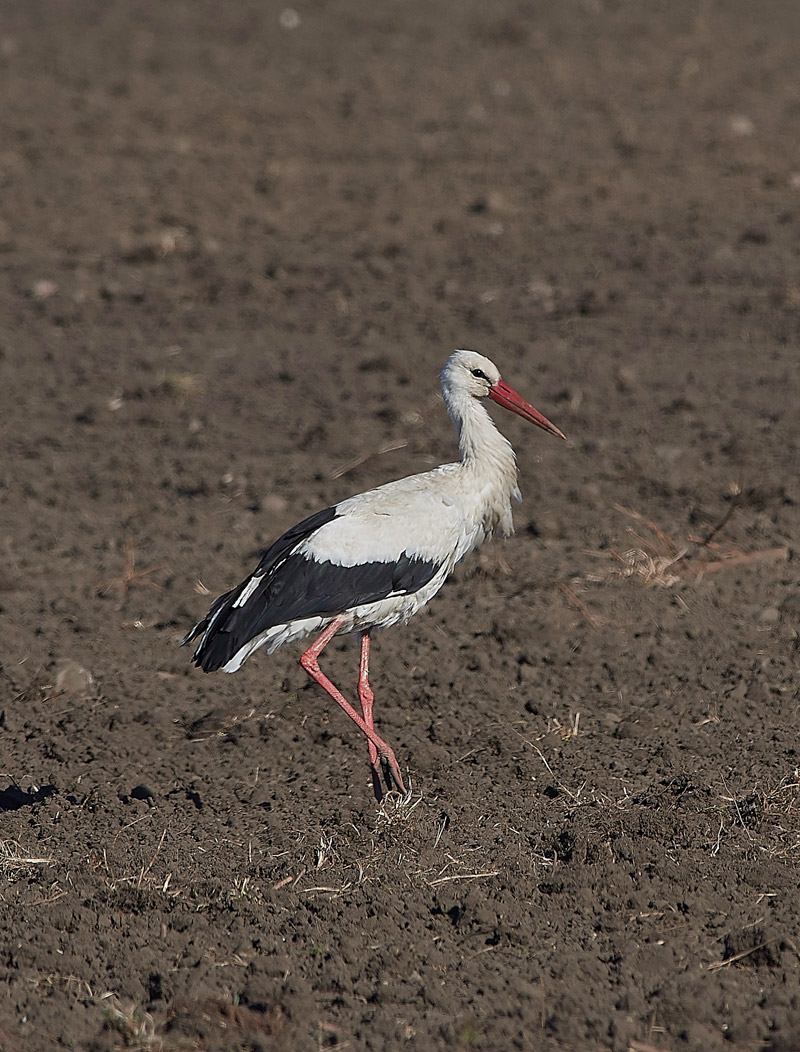 WhiteStork05172